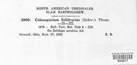 Coleosporium asterum image